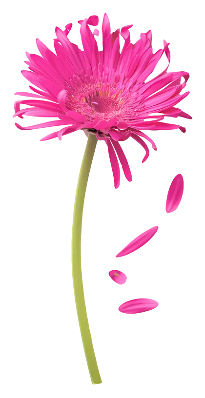 Pink Gerbera Daisy Flower with Falling Petals