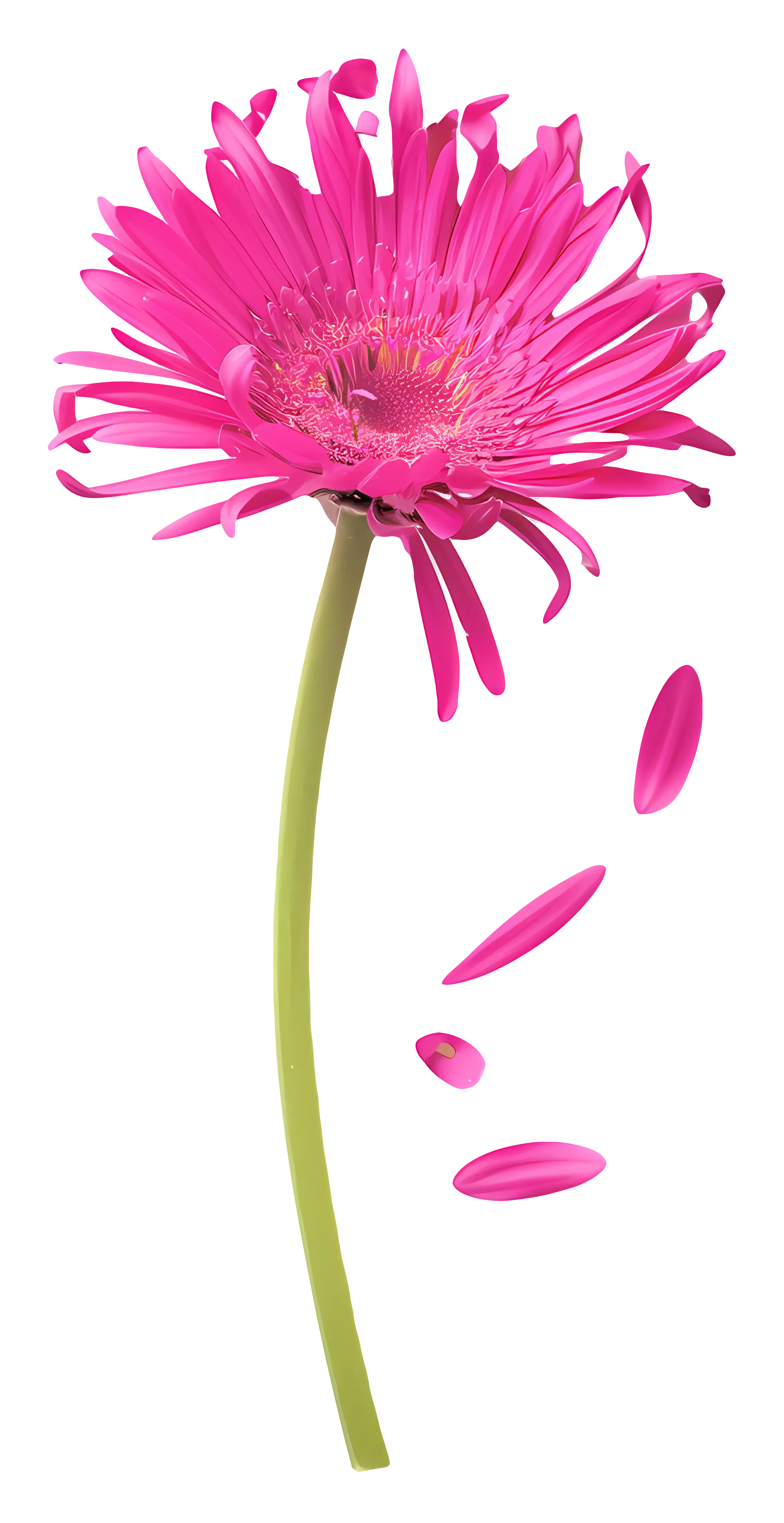 Pink Gerbera Daisy Flower with Falling Petals