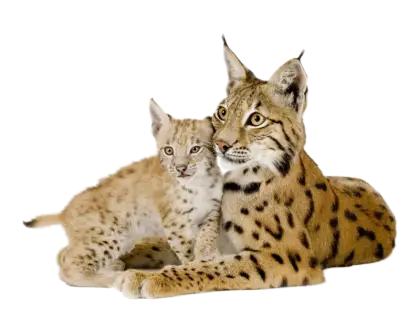 Lynx and Cub Resting Together