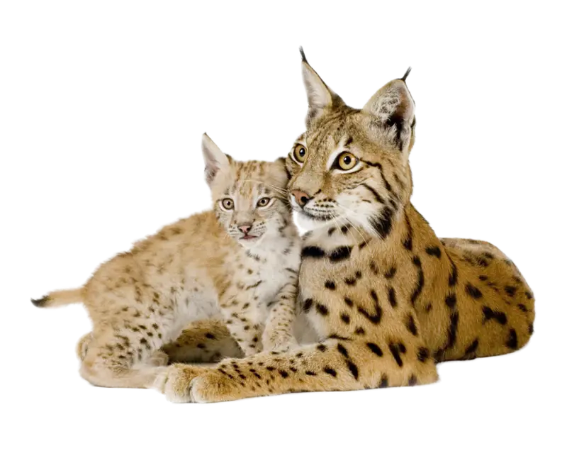 Lynx and Cub Resting Together