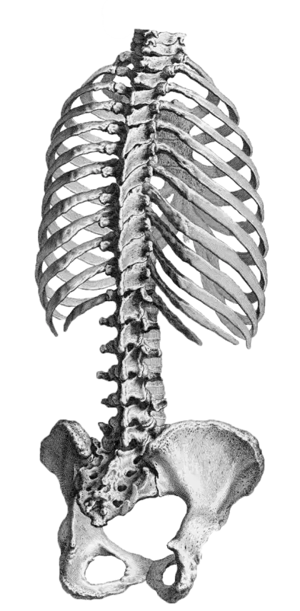 Human Skeleton Anatomy Illustration