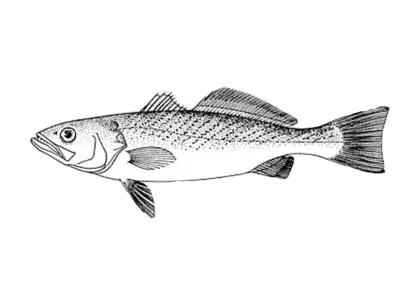 Hand-Drawn Fish Illustration