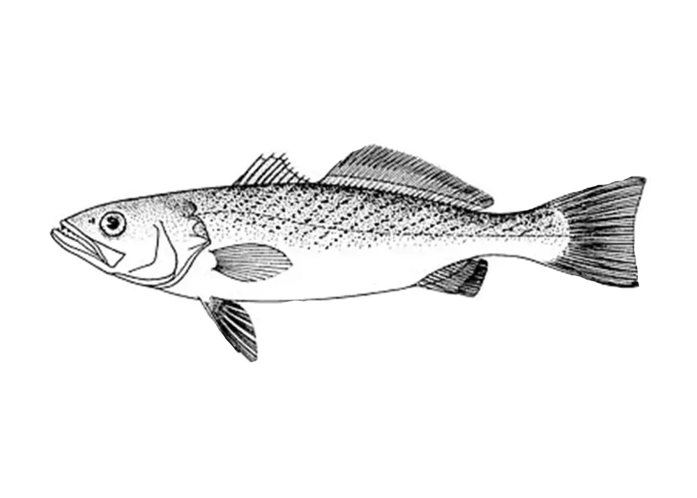 Hand-Drawn Fish Illustration