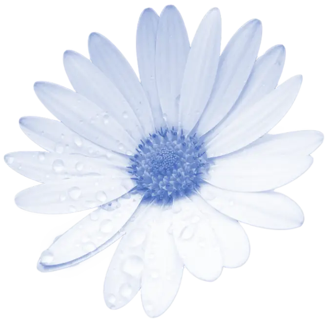 Elegant Dewy Daisy Flower