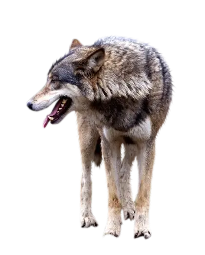 Gray Wolf with Natural Fur Standing