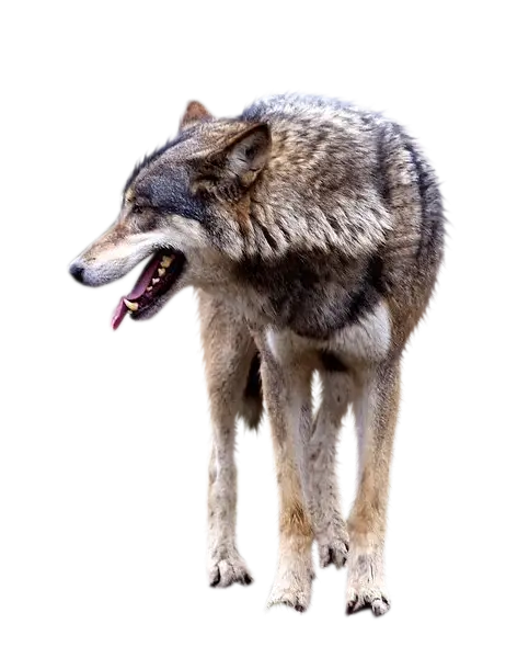 Gray Wolf with Natural Fur Standing