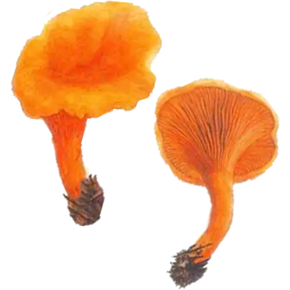 Orange Mushrooms Illustration