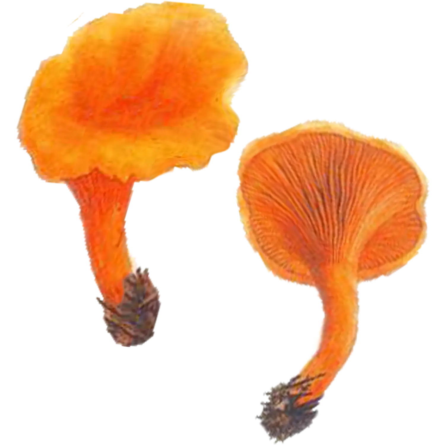 Orange Mushrooms Illustration