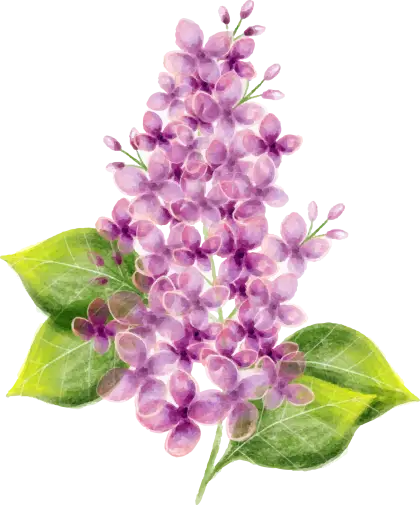 Purple Lilac Flowers Design