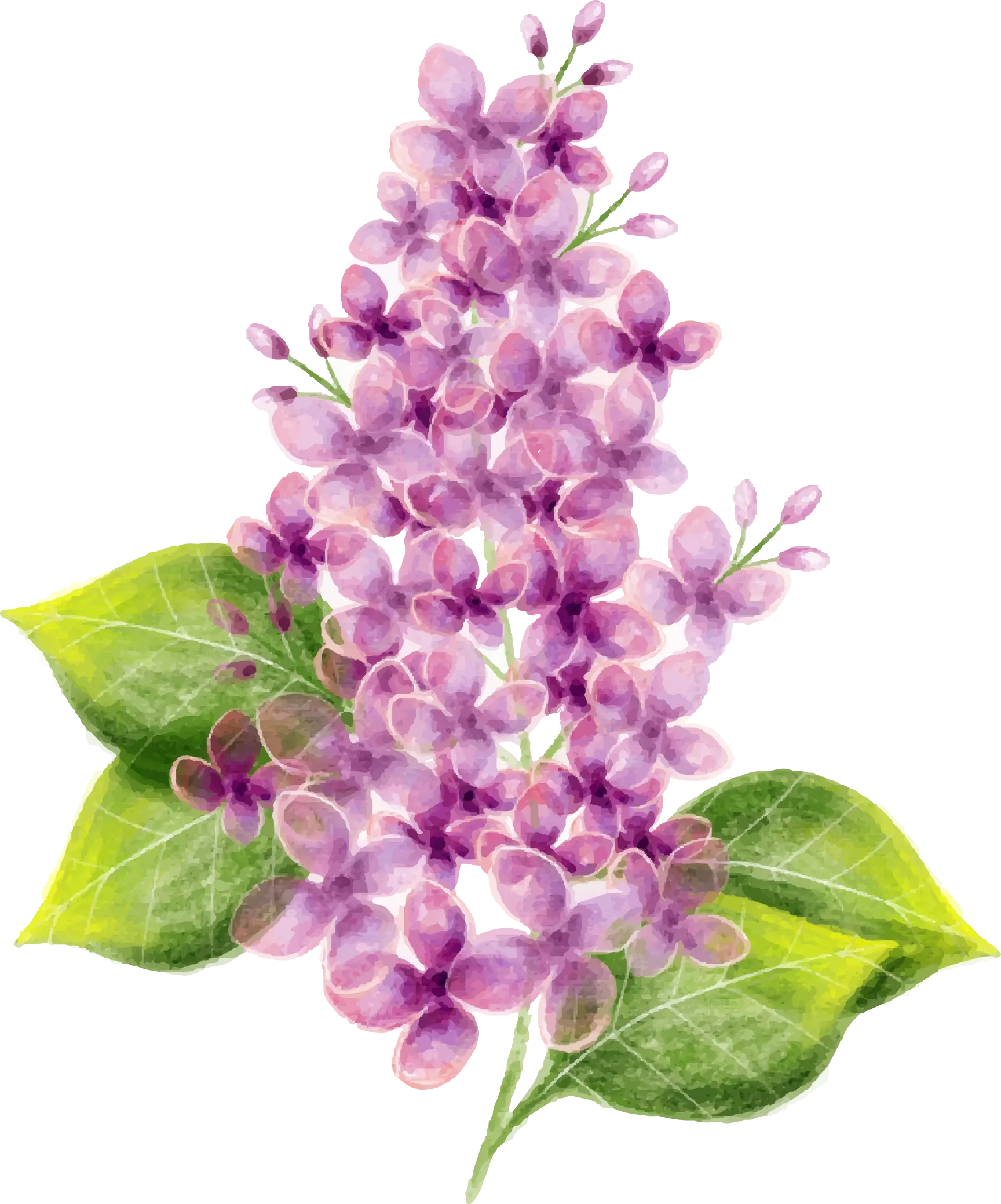 Purple Lilac Flowers Design