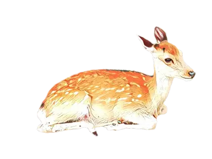 Resting Deer Illustration