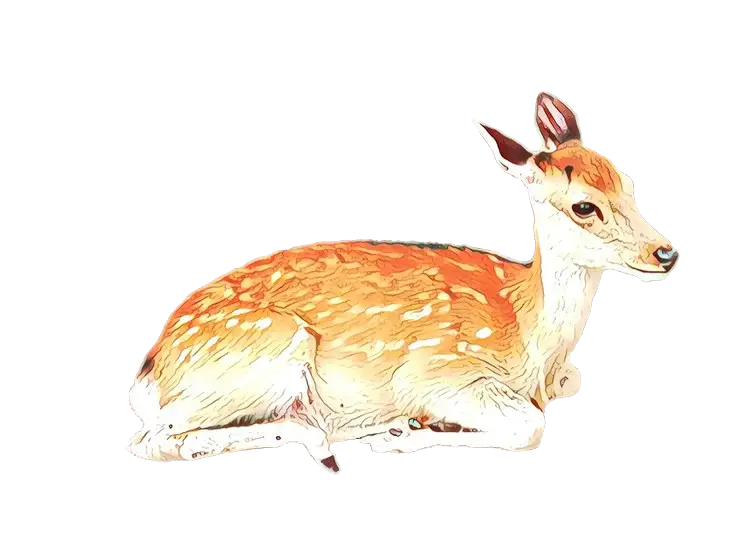Resting Deer Illustration