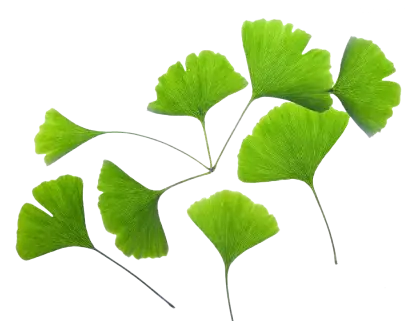Green Ginkgo Leaves
