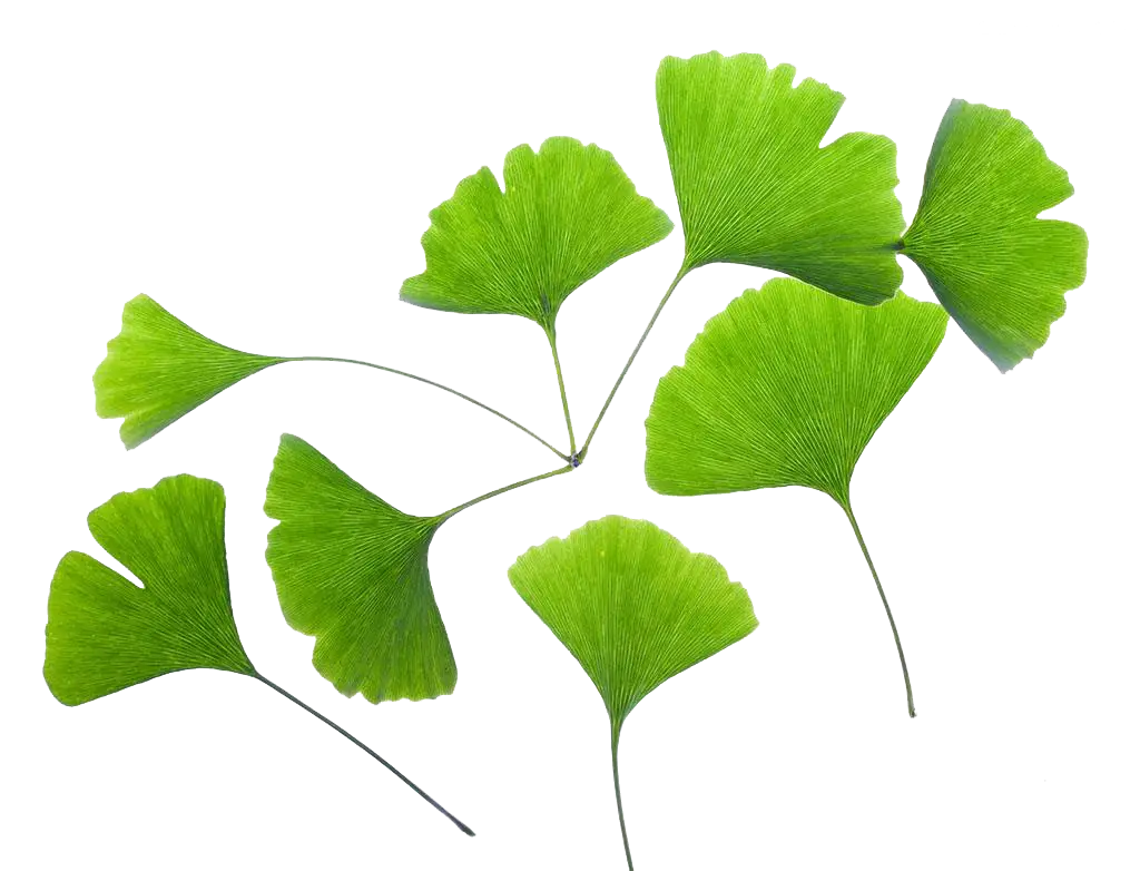 Green Ginkgo Leaves