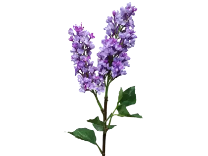 Beautiful Purple Lilac Flowers