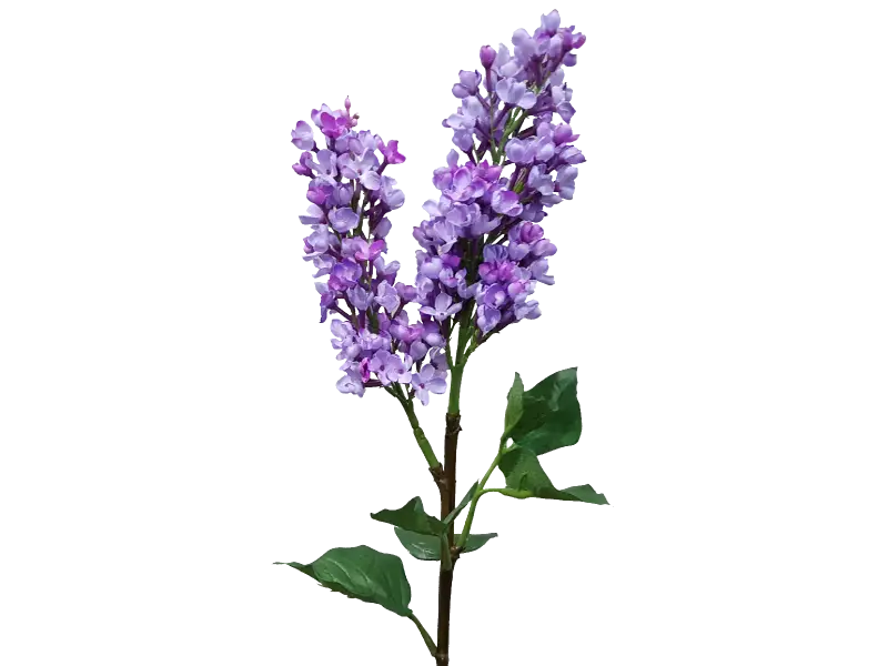 Beautiful Purple Lilac Flowers