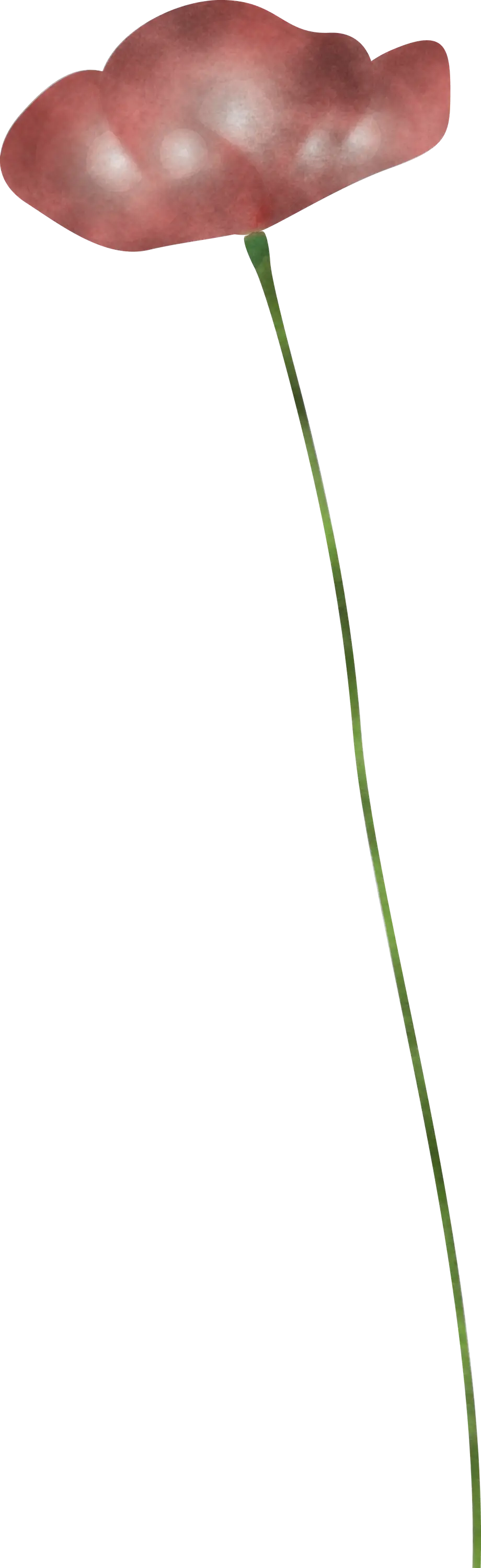 Red Single Flower with Long Stem