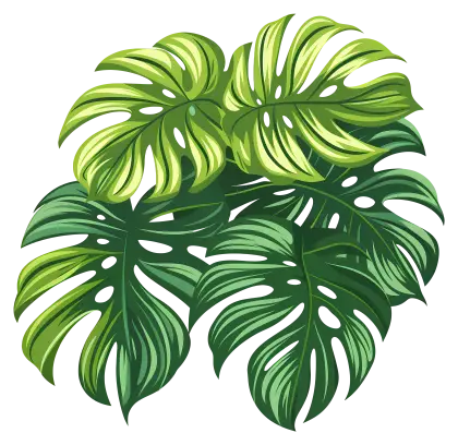 Arrangement of Tropical Monstera Leaves