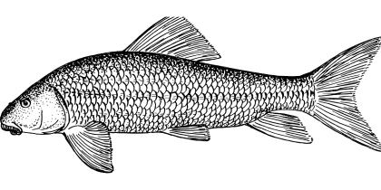 Black and White Fish Illustration