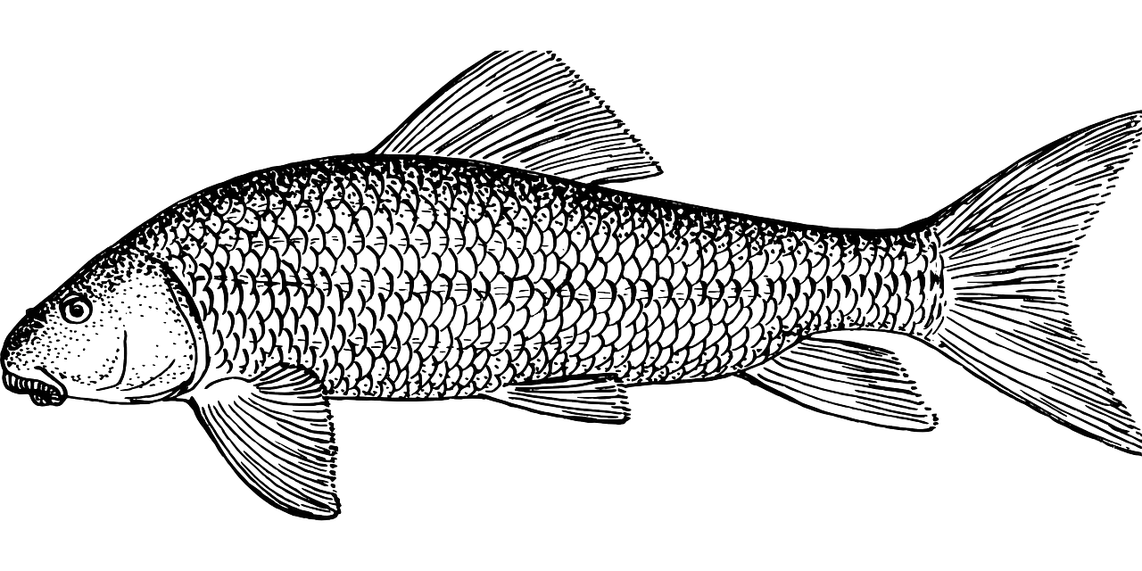 Black and White Fish Illustration