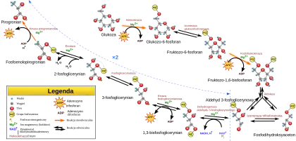 Glycolysis Pathway Diagram