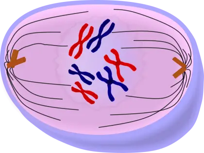 Illustration of Cell Division Showing Chromosomes