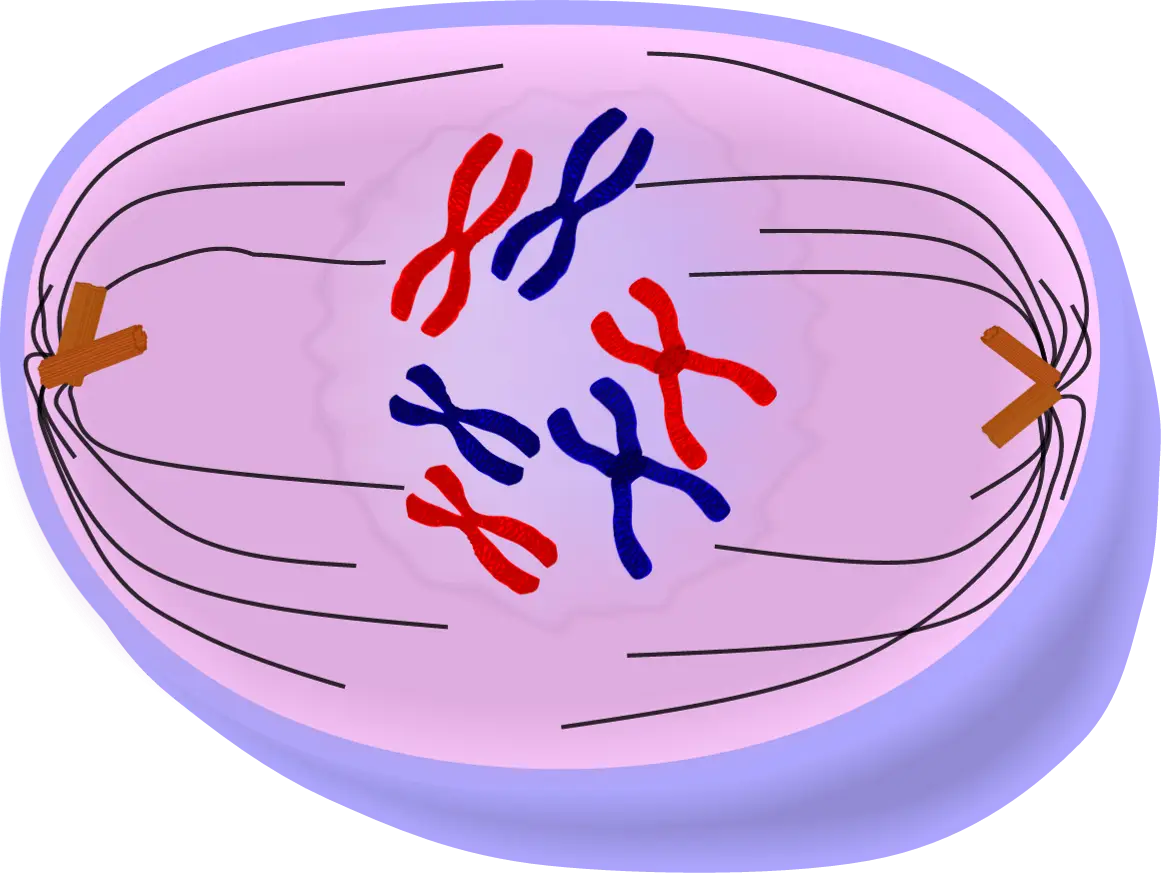 Illustration of Cell Division Showing Chromosomes