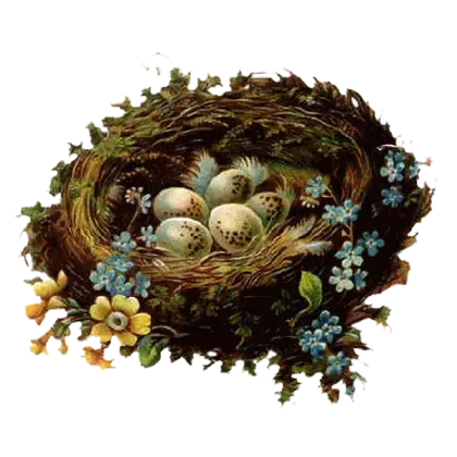 Bird Nest with Eggs and Flowers