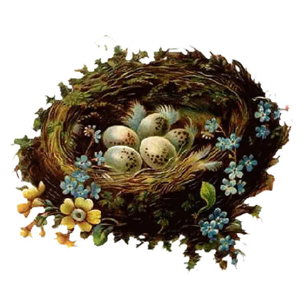 Bird Nest with Eggs and Flowers