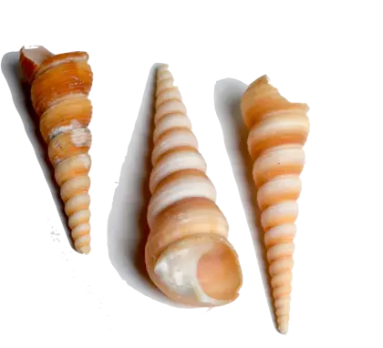 Three Spiral Seashells