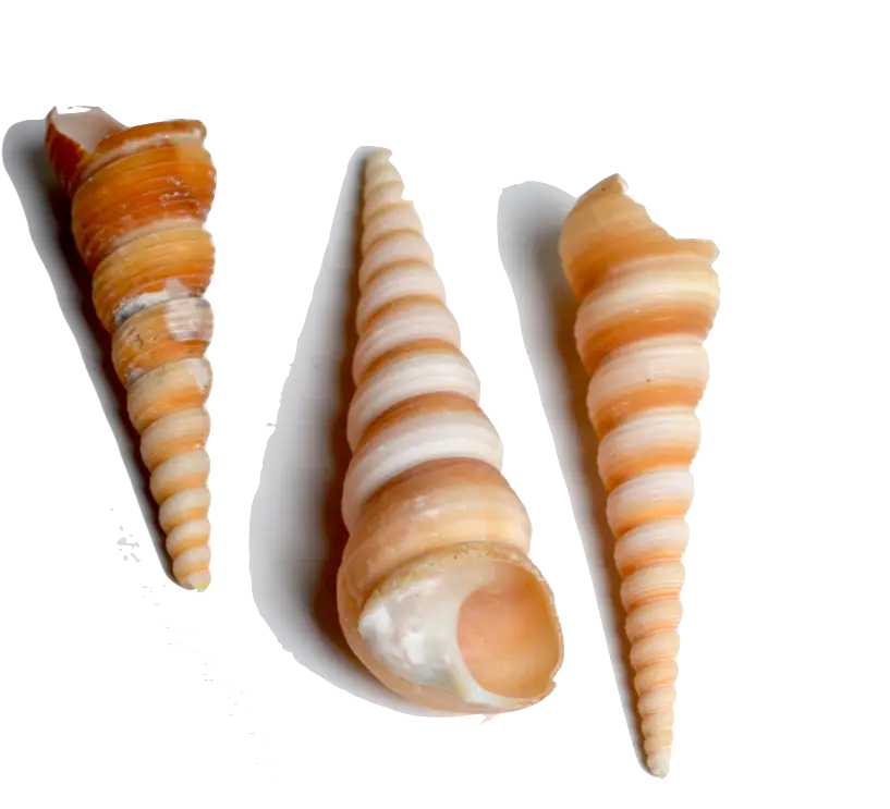 Three Spiral Seashells