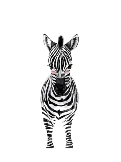 Cute Zebra Illustration