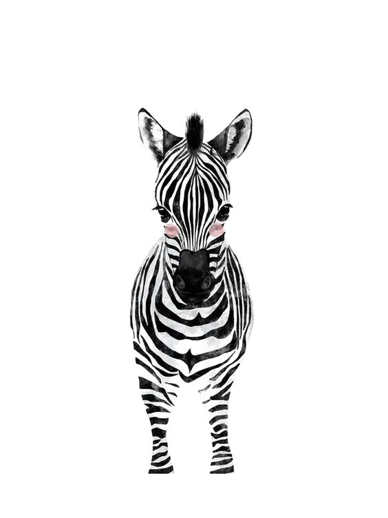 Cute Zebra Illustration