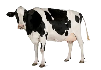 Holstein Dairy Cow Illustration