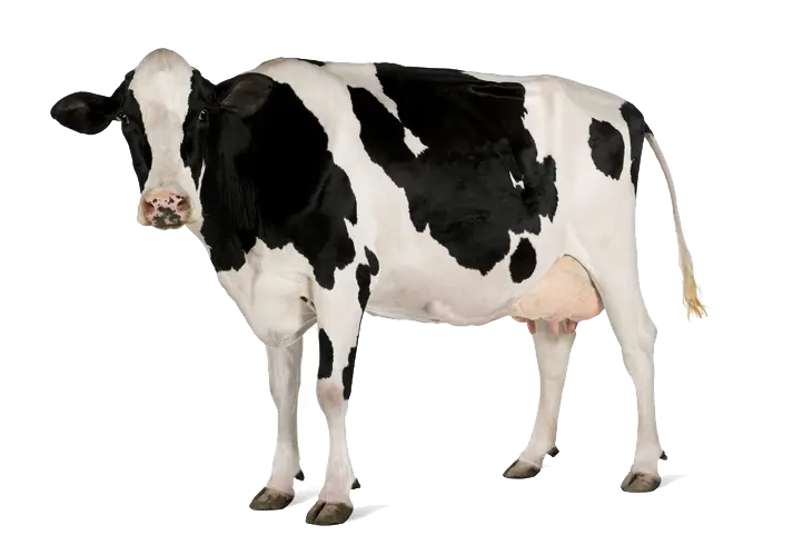 Holstein Dairy Cow Illustration