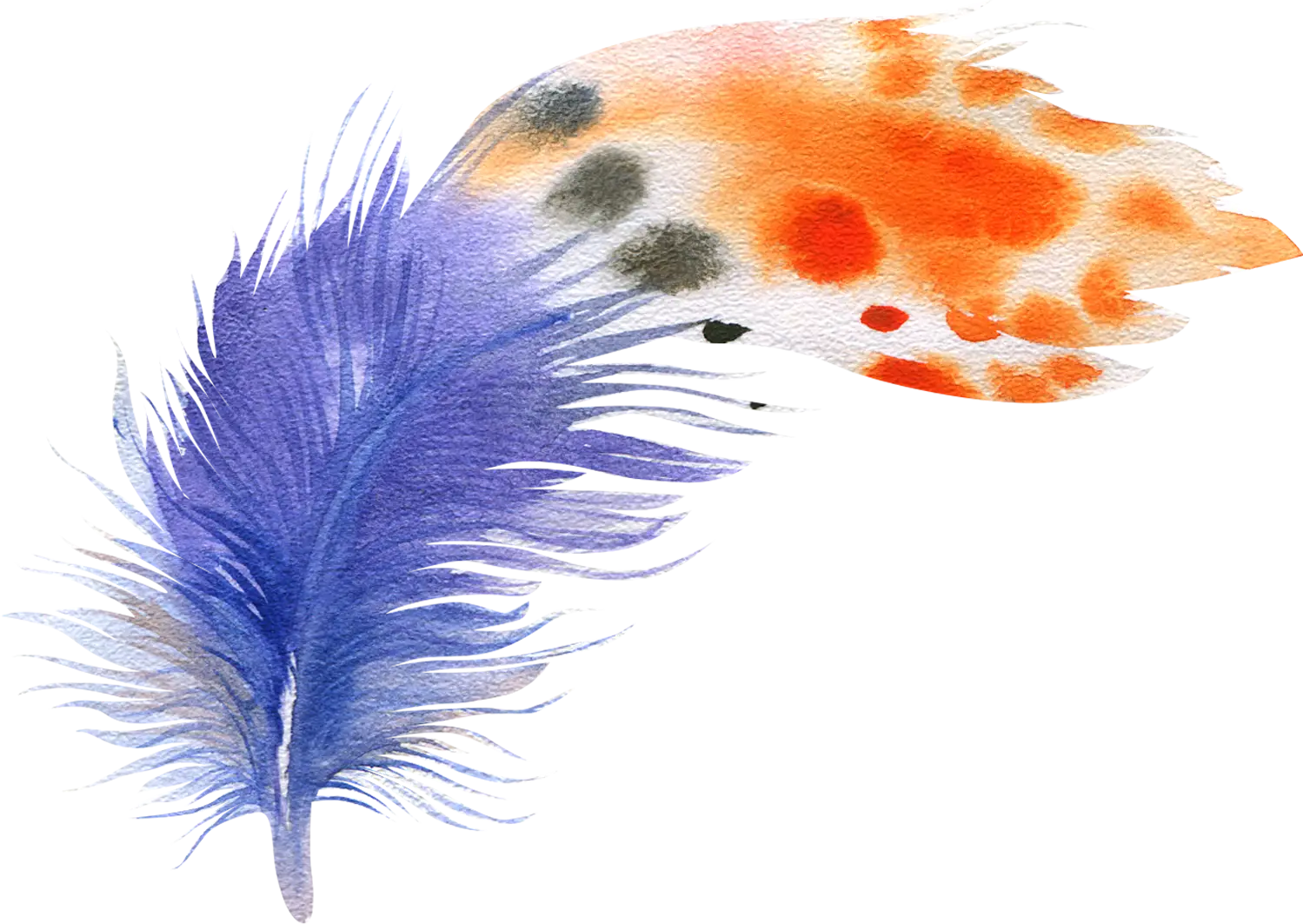 Colorful Feather