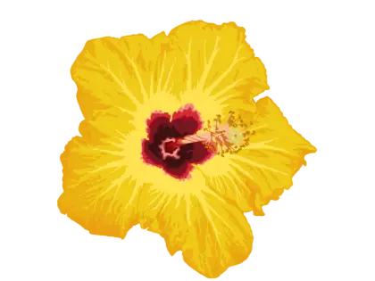 Yellow Hibiscus Flower