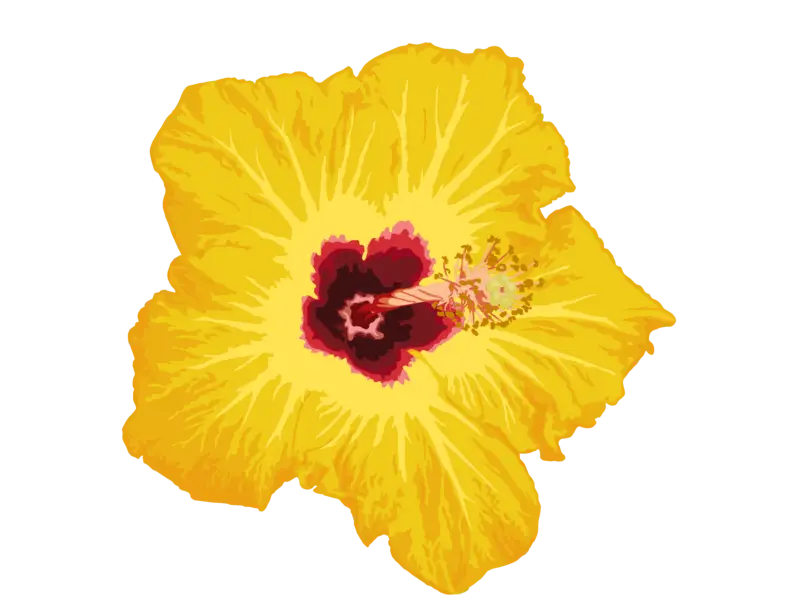 Yellow Hibiscus Flower