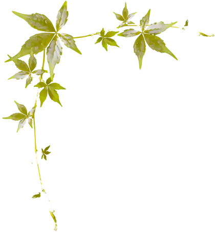 Green Vine Decoration with Leaves