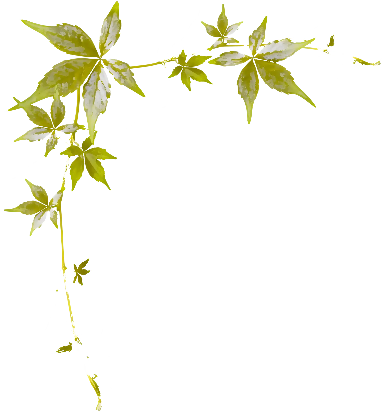Green Vine Decoration with Leaves