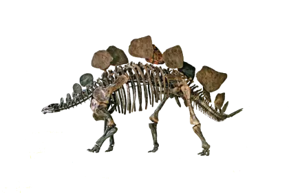 Stegosaurus Skeleton Fossil