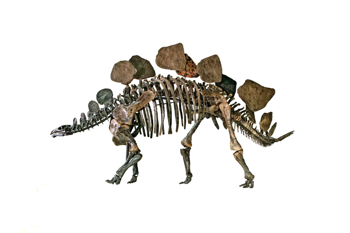 Stegosaurus Skeleton Fossil
