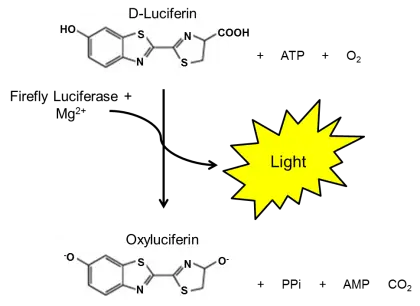 Firefly Bioluminescence Chemical Reaction