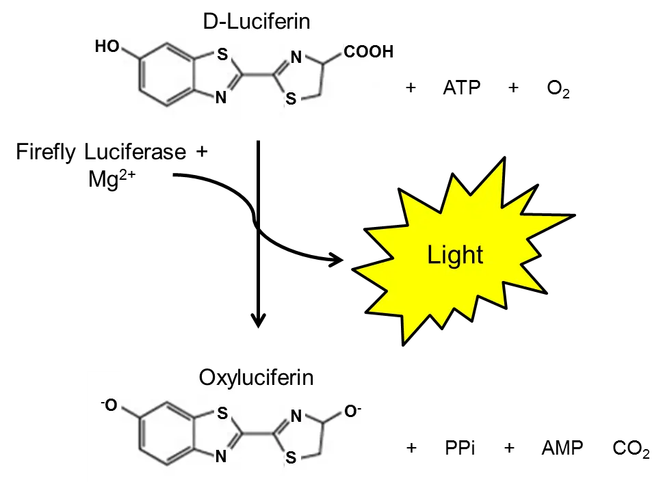 Firefly Bioluminescence Chemical Reaction