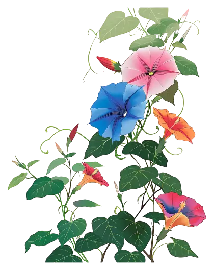 Colorful Morning Glory Flowers