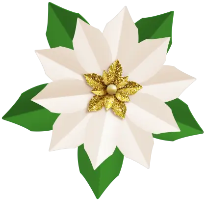 White Poinsettia with Gold Center