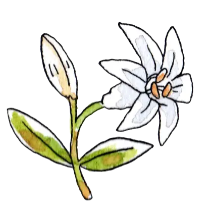 Watercolor Lily Flower with Detailed Painting