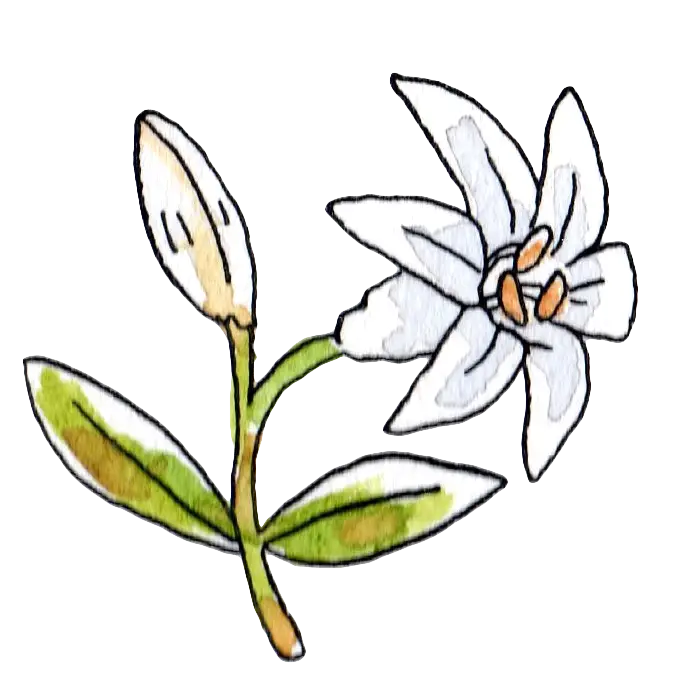 Watercolor Lily Flower with Detailed Painting
