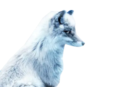 Arctic Fox in Snow