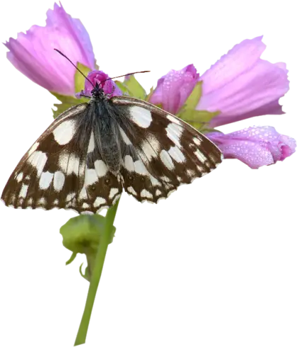 Butterfly Resting on a Purple Flower